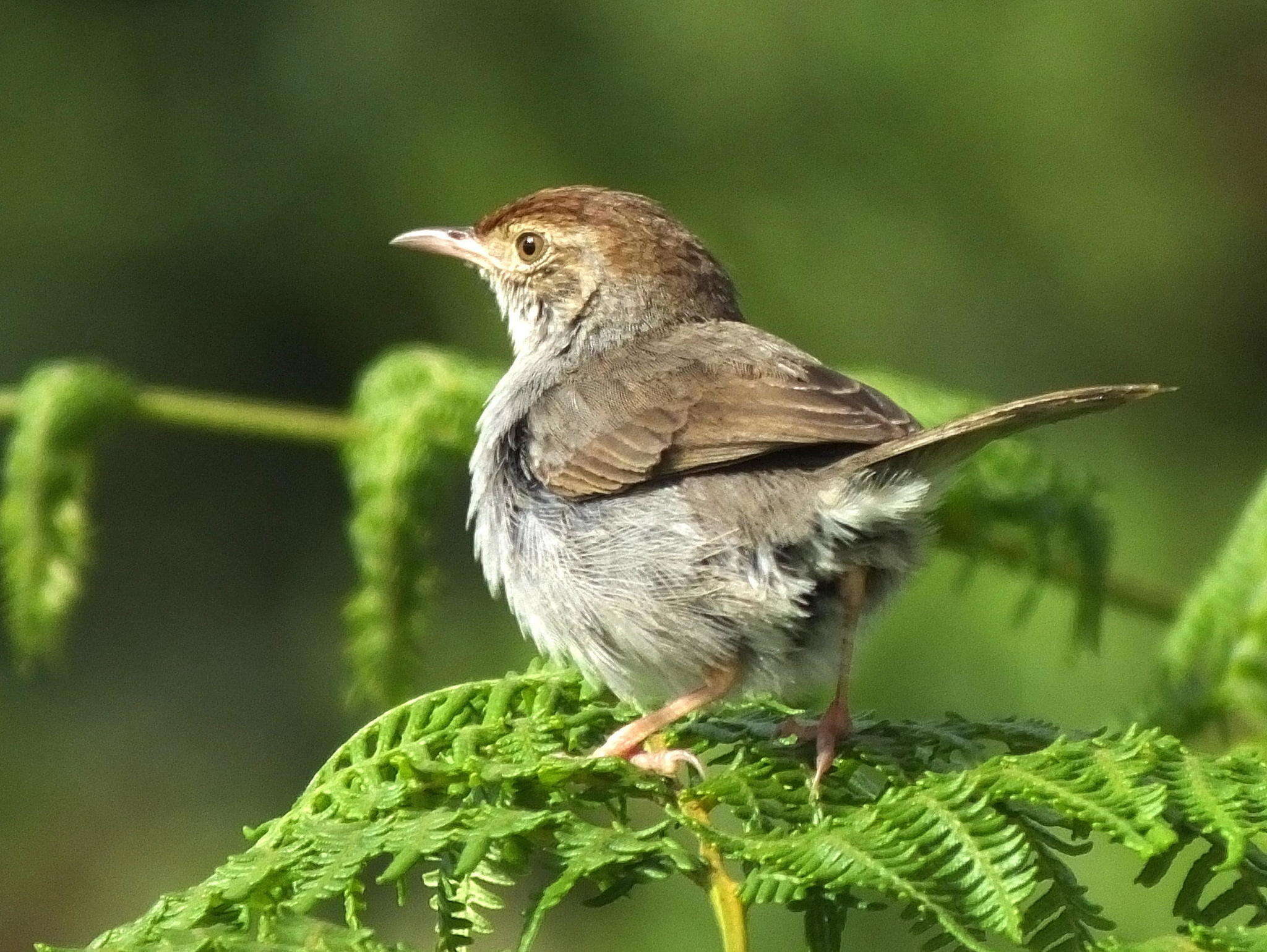 Sivun Cisticola fulvicapilla fulvicapilla (Vieillot 1817) kuva