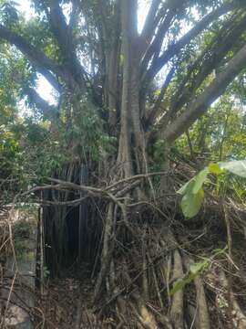 Image of Florida strangler fig