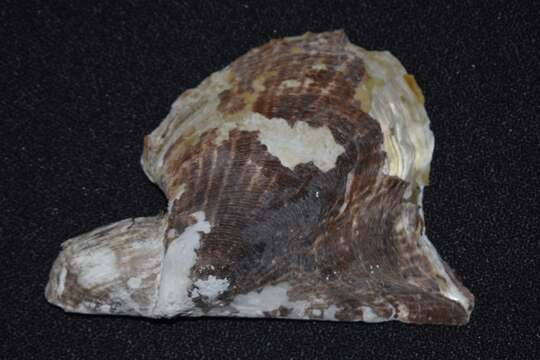 Image of Atlantic wing-oyster