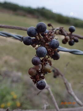 Plancia ëd Vitis monticola Buckl.