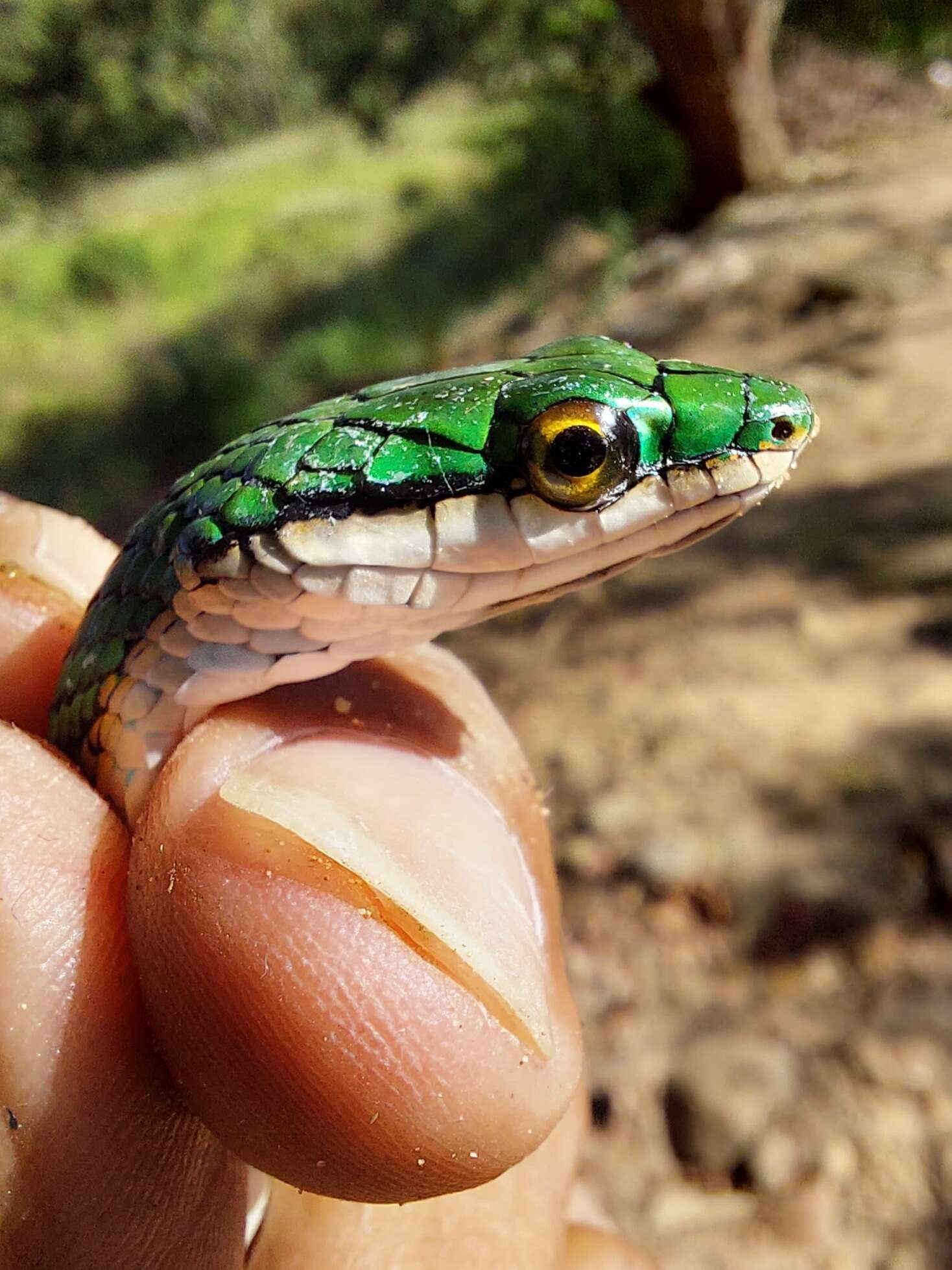 Image of Leptophis coeruleodorsus Oliver 1942