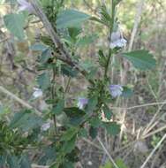 Image of Capraria frutescens (Mill.) Britton