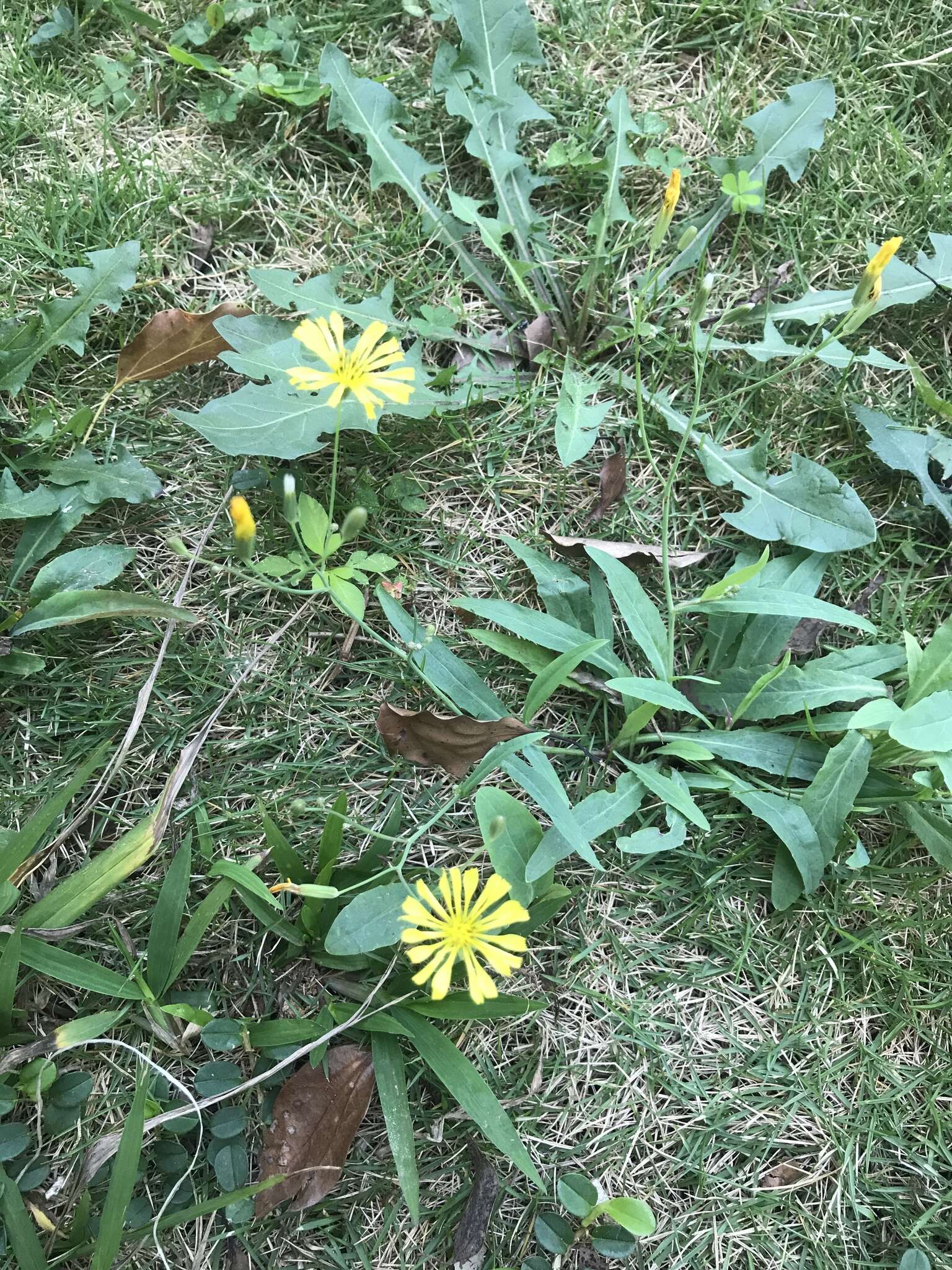 صورة Ixeris chinensis (Thunb.) Kitag.