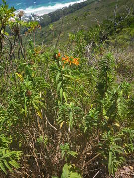 Imagem de Leonotis leonurus (L.) R. Br.