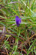 Gentianopsis ciliata (L.) Ma的圖片