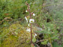 Image of Lithophragma maxima Bacigal.