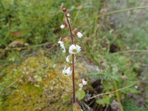 Image of Lithophragma maxima Bacigal.