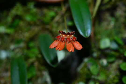 Image de Bulbophyllum albociliatum (Tang S. Liu & H. Y. Su) K. Nakaj.