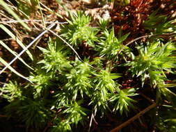 Image of yellowdot saxifrage