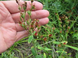 Image of Hypericum attenuatum Fisch. ex Choisy