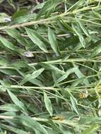 Image of yellow rabbitbrush