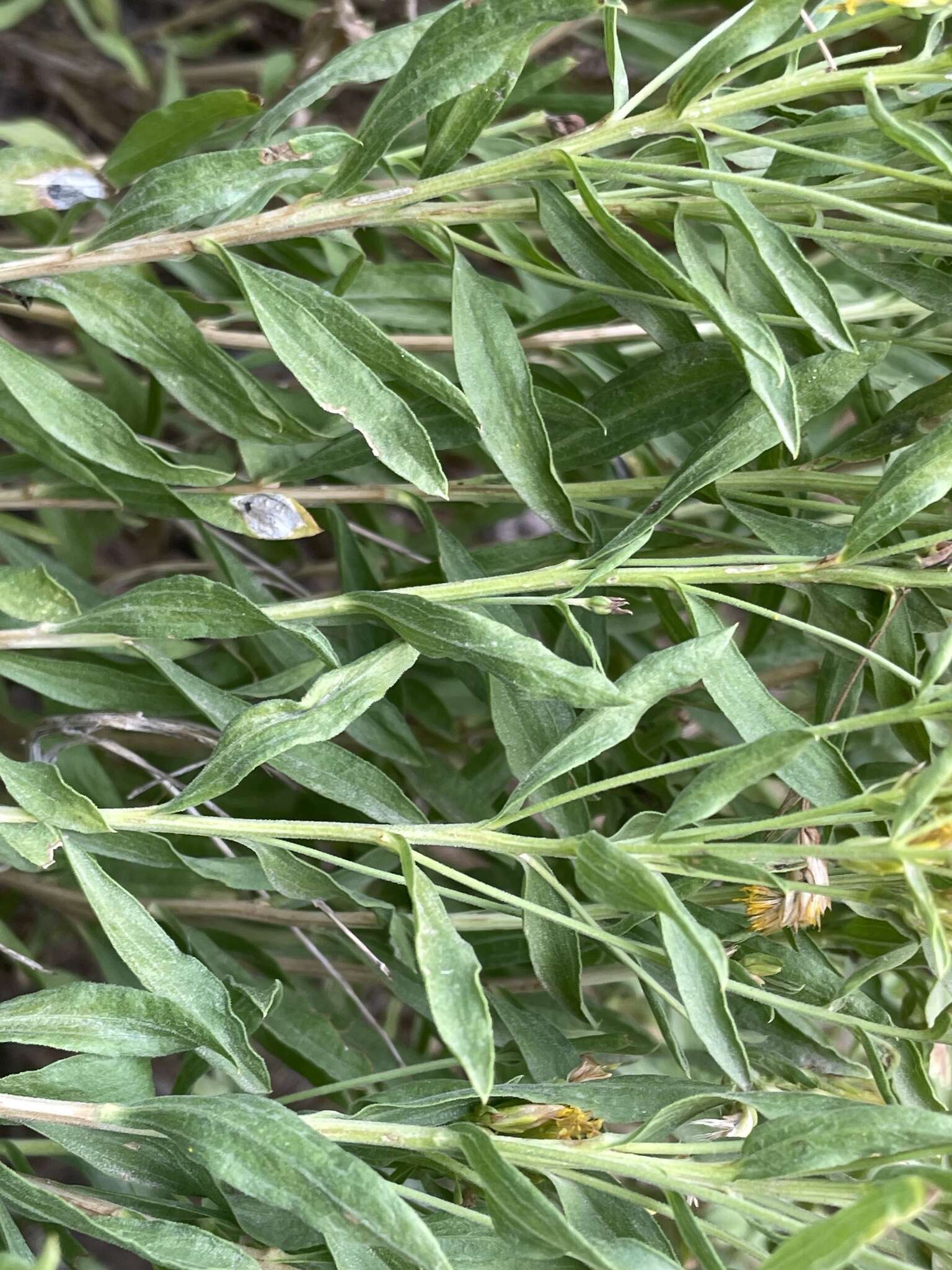 Image of yellow rabbitbrush