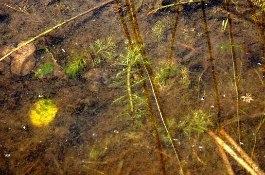 Sivun Myriophyllum ussuriense (Regel) Maxim. kuva