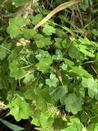 Image de Hydrocotyle bowlesioides Mathias & Constance