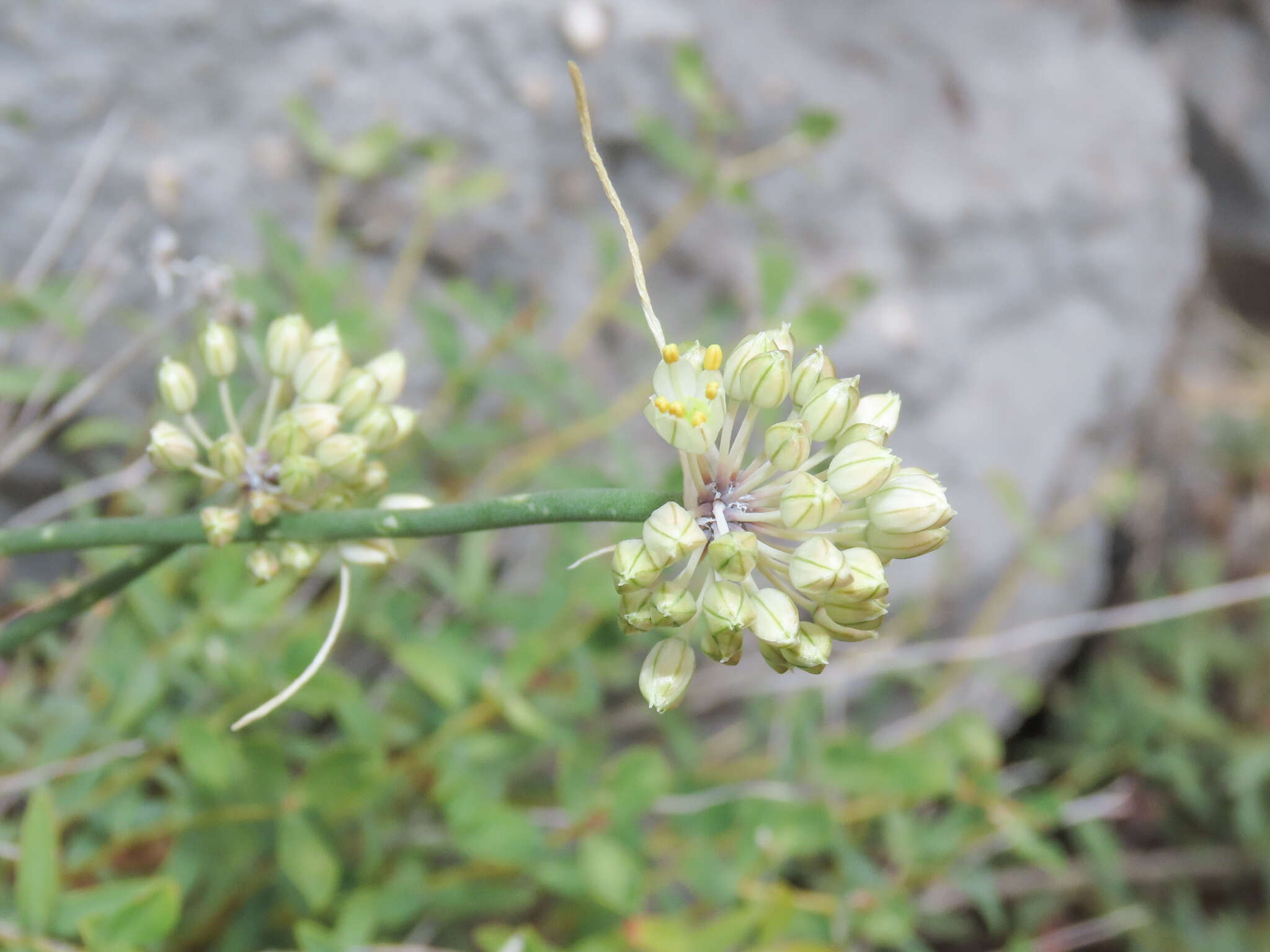 Слика од Allium horvatii Lovric