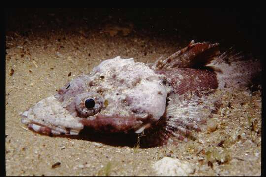 Image of Rock flathead