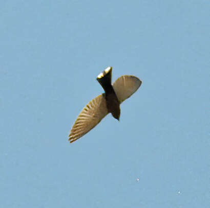 Image of Little Woodswallow