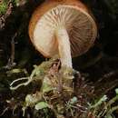 Image de Pholiota peleae E. Horak & Desjardin 1996