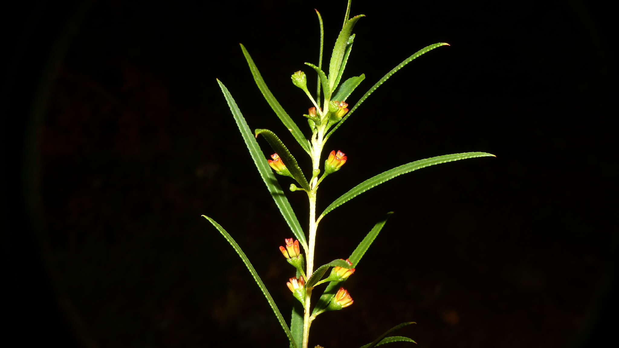 Image of Empleurum unicapsulare (L. fil.) Skeels