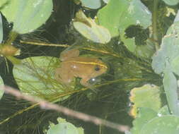 Image of Green Puddle Frog