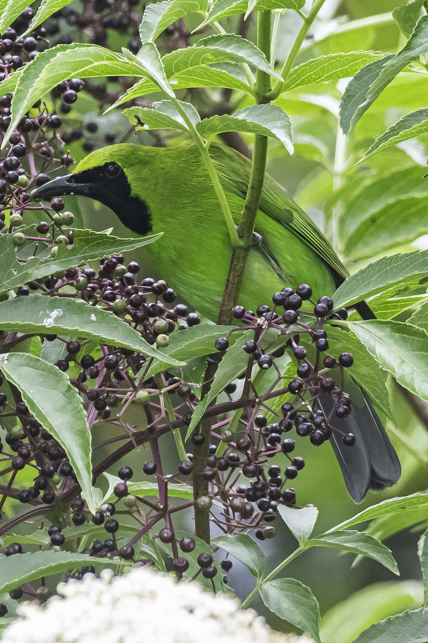 Image of Greater Green Leafbird