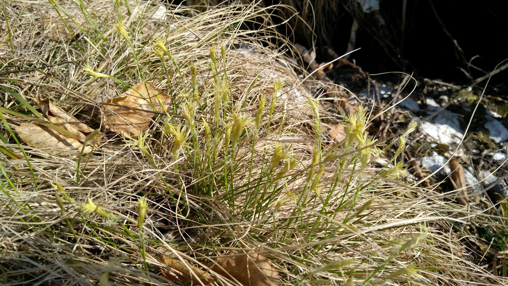 Image de Carex alba Scop.