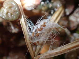 Image of Epilobium komarovianum Leveille