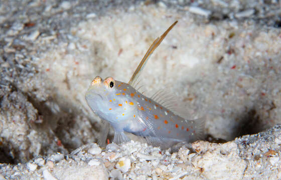 Image of Tangaroan shrimp-goby