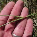Image of Cyperus durus Kunth