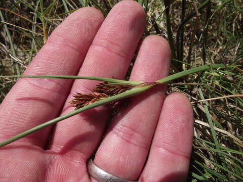 Image of Cyperus durus Kunth