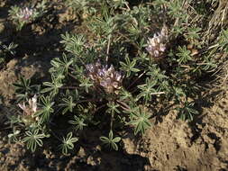 Imagem de Lupinus caespitosus Torr. & A. Gray