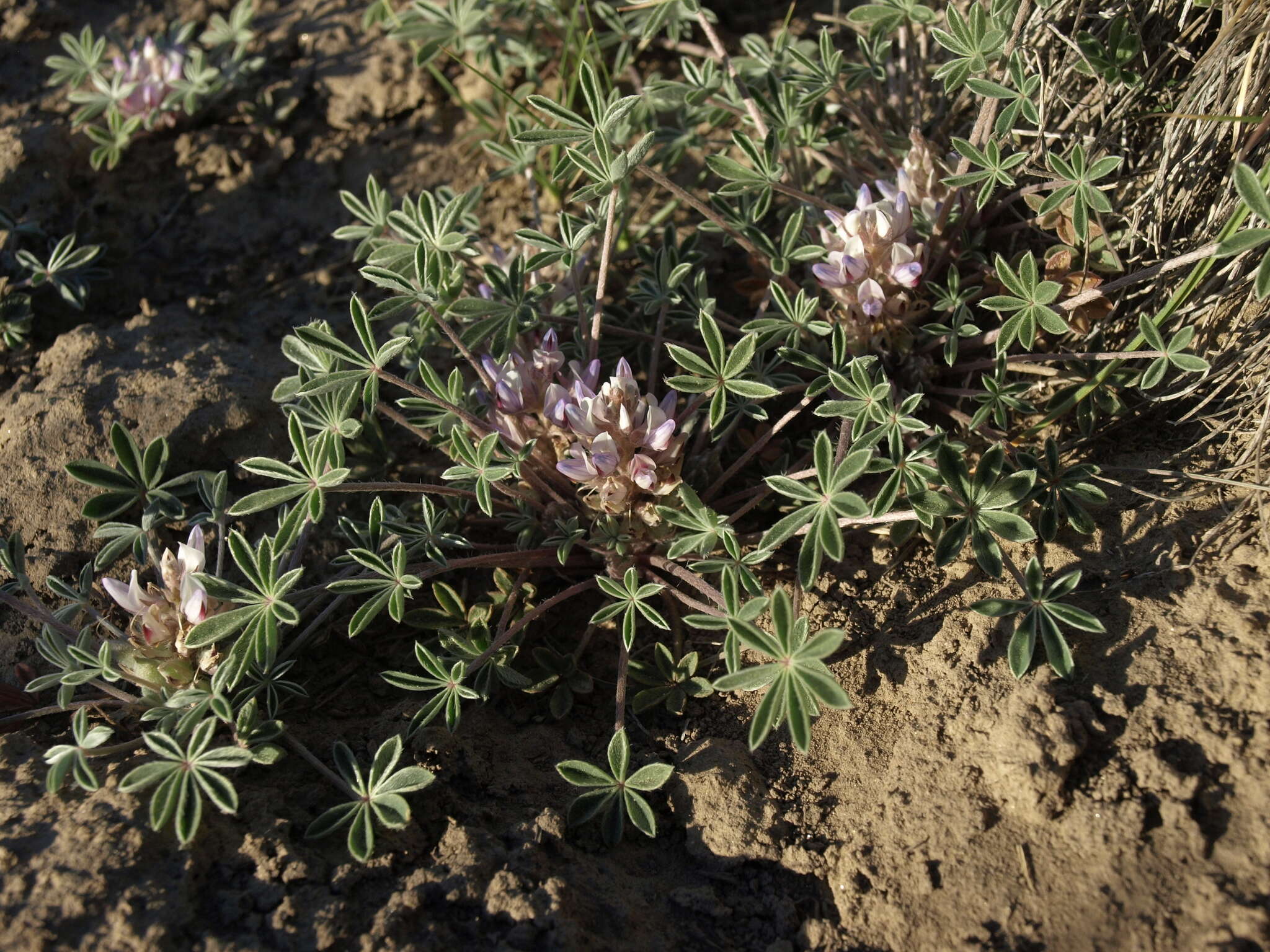 Image of stemless dwarf lupine