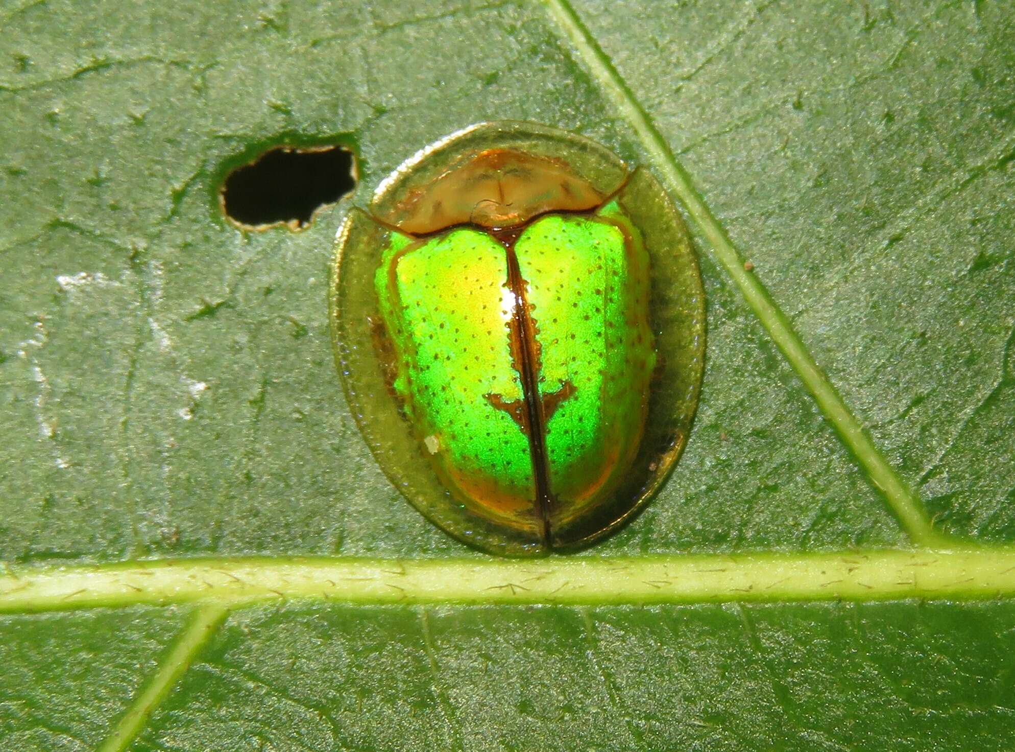 Sivun Coptocycla (Coptocycla) dolosa Boheman 1855 kuva