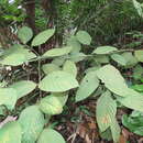 Image of Uncaria longiflora (Poir.) Merr.