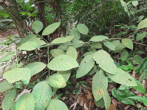 Image de Uncaria longiflora (Poir.) Merr.