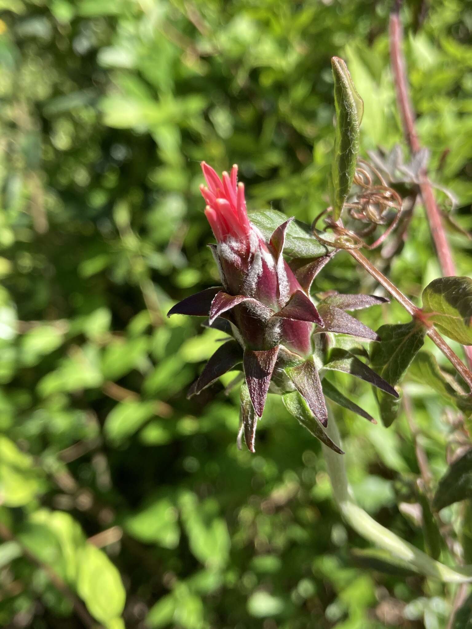 Image of Mutisia coccinea A. St. Hil.