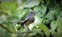 Image of Oriental Magpie Robin