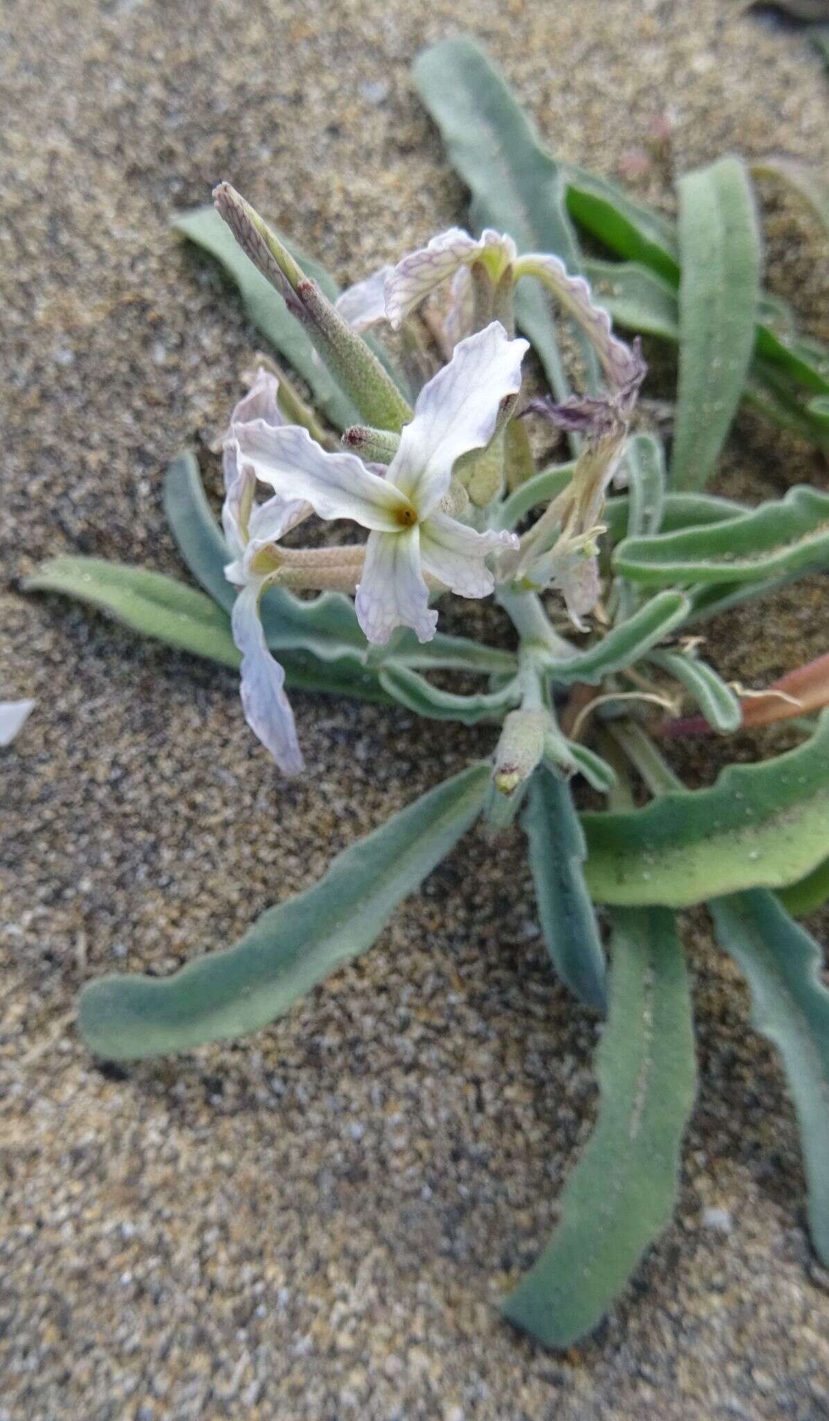 Image of Matthiola bolleana subsp. morocera