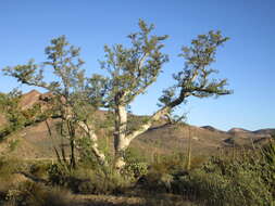 Image of elephant tree