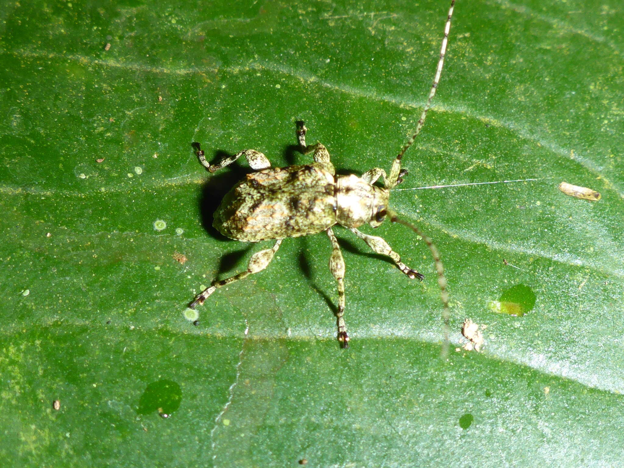 Image of Leptostylus batesi Casey 1913