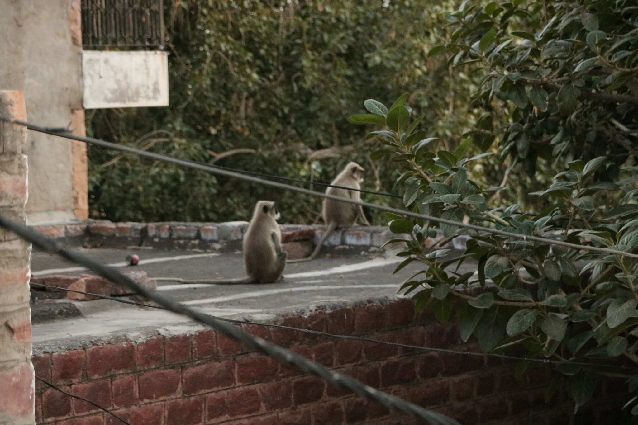 Image of Northern plains gray langur