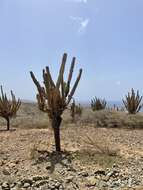 Cereus repandus (L.) Mill. resmi