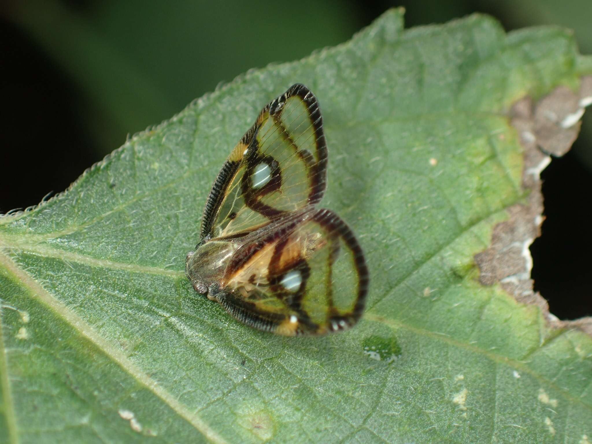 Image de Euricania ocella (Walker 1851)