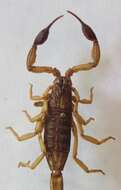 Image of Centruroides margaritatus (Gervais 1841)