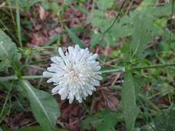 صورة Knautia tatarica (L.) Szabó