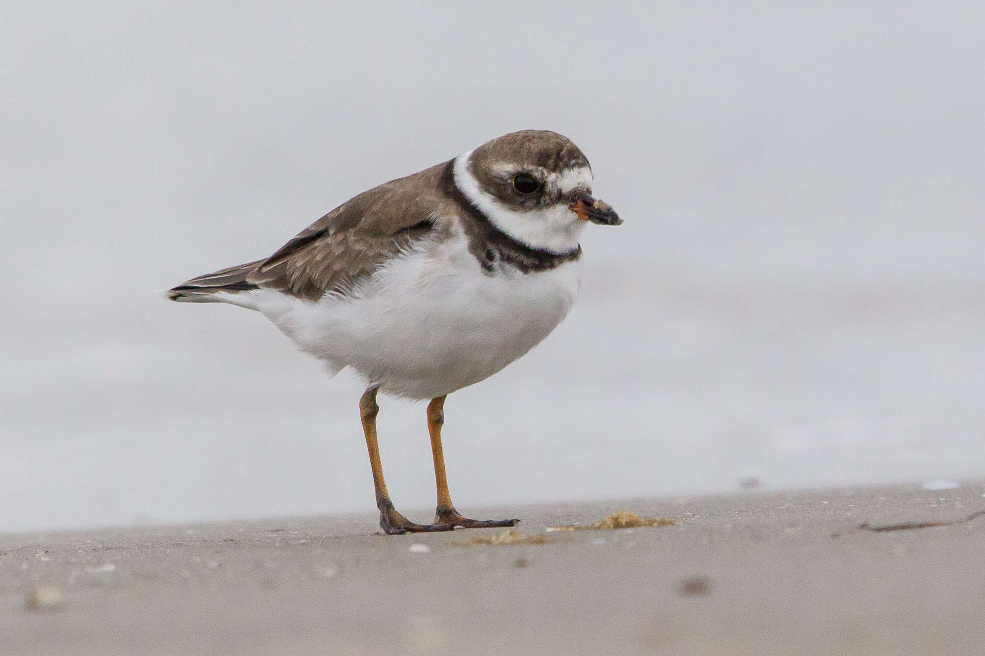 Image of Semipalmated Plover