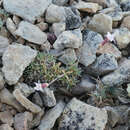 Image of Dianthus pungens subsp. brachyanthus (Boiss.) Bernal, Fernández Casas, G. López, M. Laínz & Muñoz Garmendia