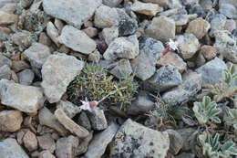 Слика од Dianthus pungens subsp. brachyanthus (Boiss.) Bernal, Fernández Casas, G. López, M. Laínz & Muñoz Garmendia