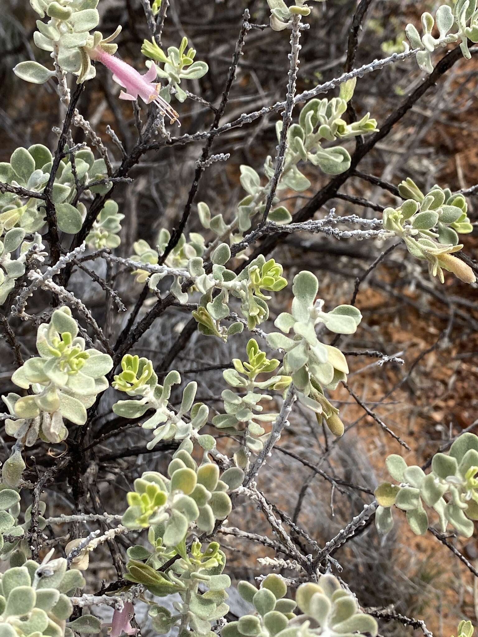 Imagem de Eremophila forrestii F. Muell.