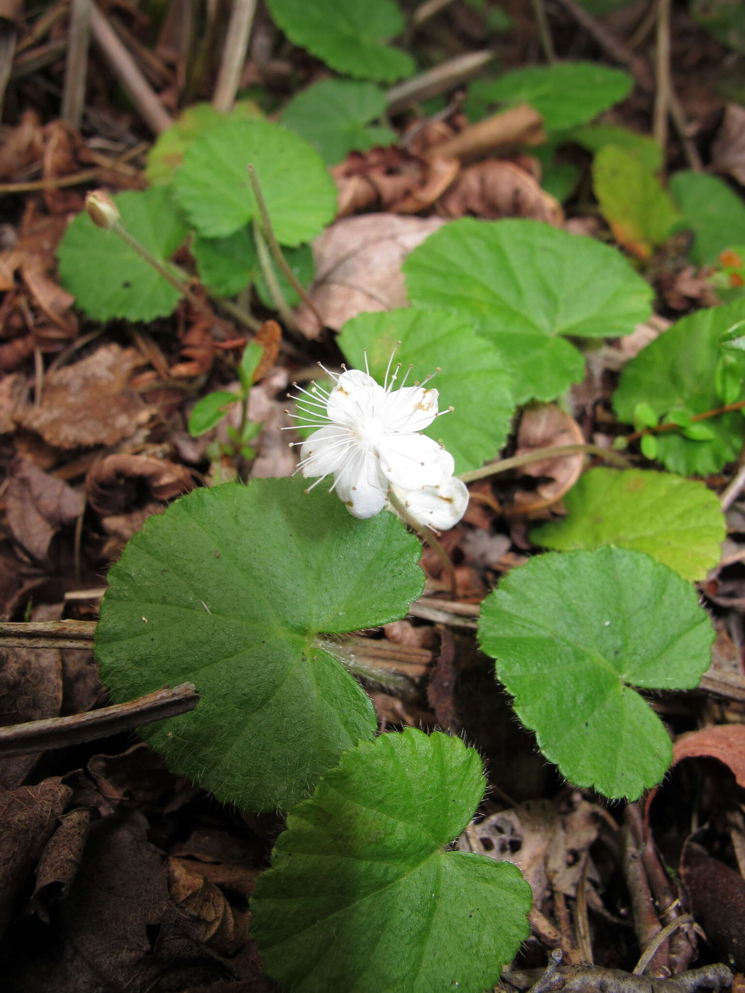 Sivun Dalibarda repens L. kuva